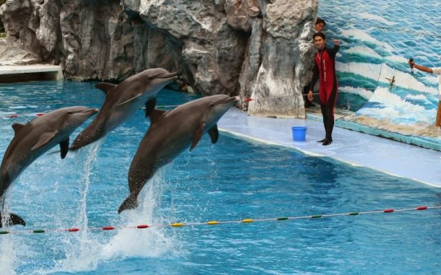 Dolphin show, Safari World, Bangkok