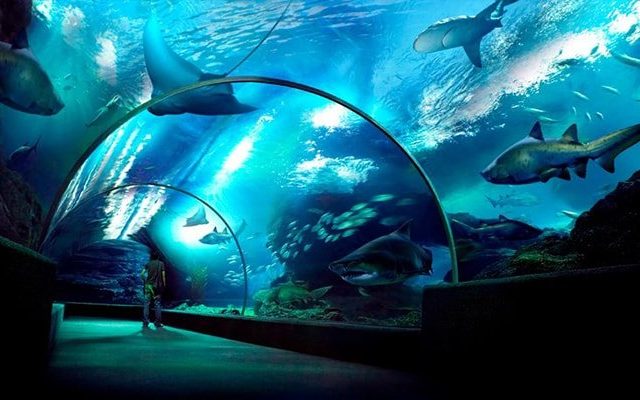 Sea Life – Ocean World Bangkok